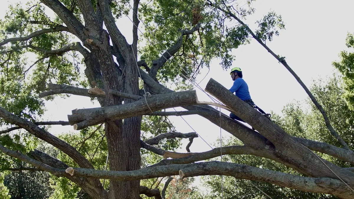 Professional Crown Thinning performed by certified arborists in Burt Lake