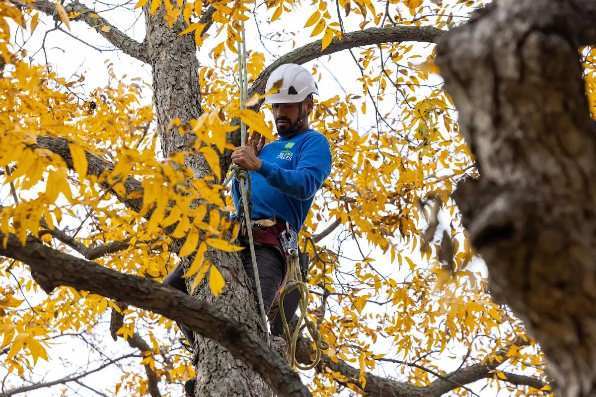 Skilled Tree Trimming crew working in Burt Lake